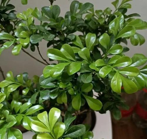 米兰植物晒太阳需要注意什么?米兰晒太阳后叶子变黄怎么办? 米兰植物晒太阳需要注意什么?米兰晒太阳后叶子变黄怎么办?