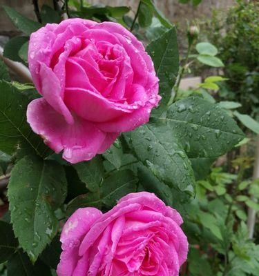 月季花的寓意及象征意义（探寻月季花的丰富内涵与象征意义）