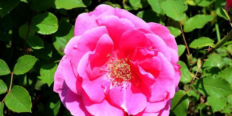 月季花的寓意及象征意义（探寻月季花的丰富内涵与象征意义）