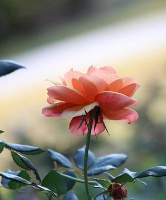 月季花的寓意及象征意义（探寻月季花的丰富内涵与象征意义）