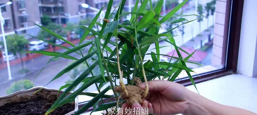 阳台种植生姜的最佳时间是什么时候？有哪些简单步骤？