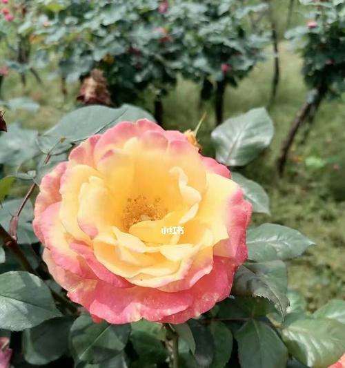 不同颜色的玫瑰花代表意思（解读玫瑰花的意义和象征）