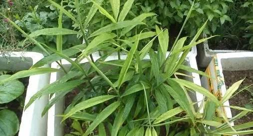 阳台种植生姜的最佳时间是什么时候？有哪些简单步骤？