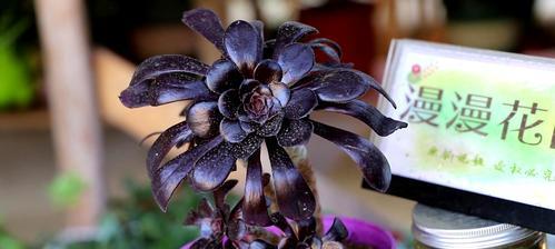 黑法师室内养殖可行吗？需要注意哪些事项？