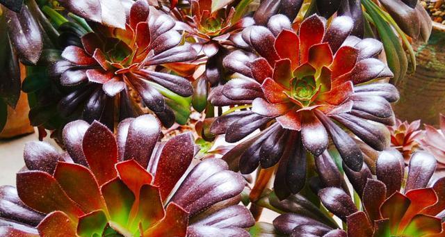 黑法师室内养殖可行吗？需要注意哪些事项？