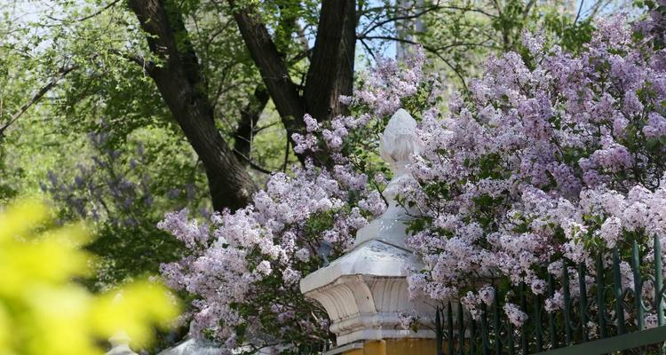 探寻丁香的意义（丁香的源起与象征）