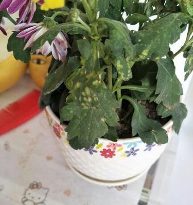 太阳花蔫了怎么办？如何快速恢复其生机？