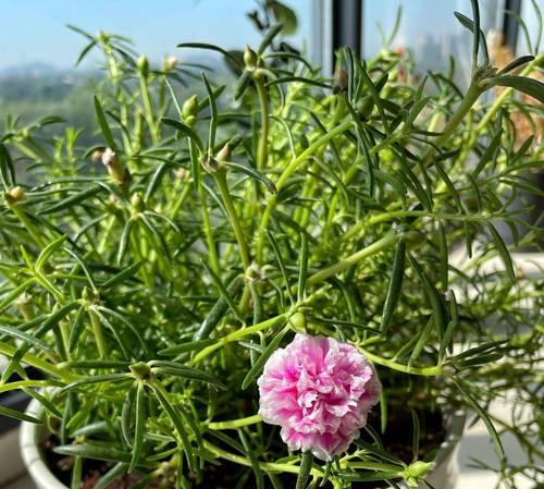 太阳花蔫了怎么办？如何快速恢复其生机？