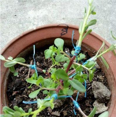 太阳花蔫了怎么办？如何快速恢复其生机？