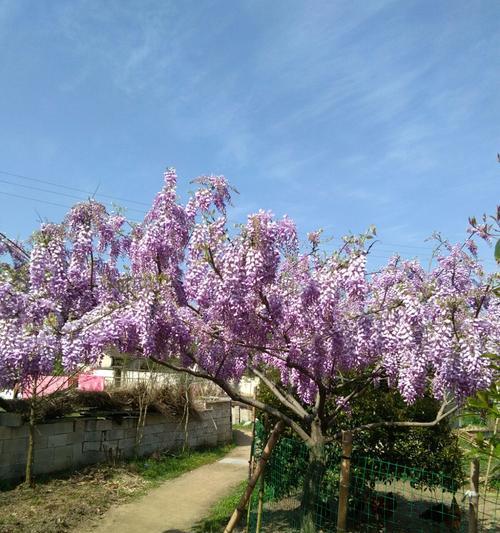紫藤萝（用紫藤萝诠释浪漫与坚贞）