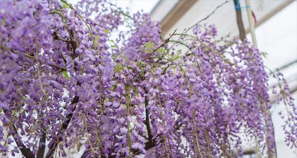 紫藤萝（用紫藤萝诠释浪漫与坚贞）