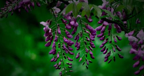 紫藤萝（用紫藤萝诠释浪漫与坚贞）
