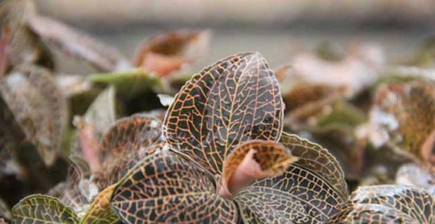 金线莲哪里产的最好？如何辨别高品质金线莲？