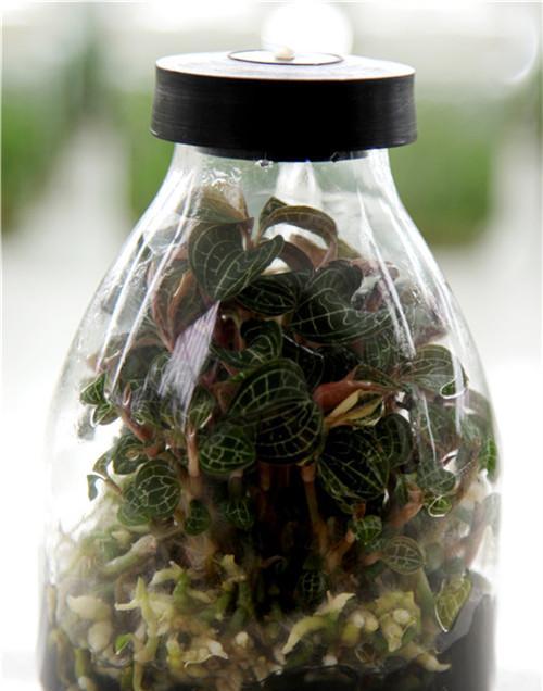 金线莲哪里产的最好？如何辨别高品质金线莲？