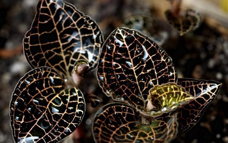 金线莲哪里产的最好？如何辨别高品质金线莲？