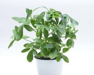 鸭脚木的寓意与启示（探索鸭脚木寓意的深层意义）