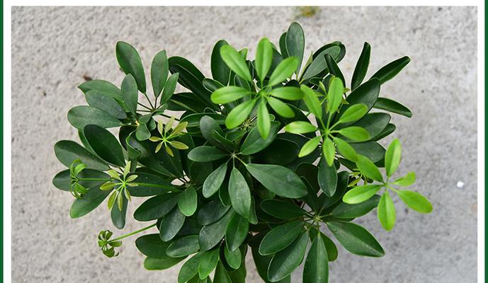 鸭脚木的寓意与启示（探索鸭脚木寓意的深层意义）