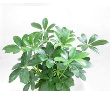 鸭脚木的寓意与启示（探索鸭脚木寓意的深层意义）