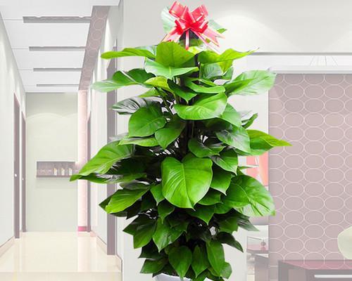 大叶绿萝适合哪种盆栽？如何选择合适的盆栽材质？