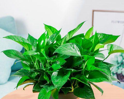 大叶绿萝适合哪种盆栽？如何选择合适的盆栽材质？