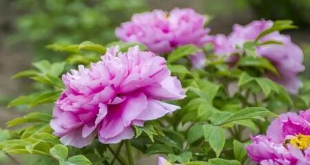 绿牡丹花语（用绿牡丹的花语传递生命与希望）