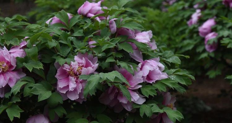 绿牡丹花语（用绿牡丹的花语传递生命与希望）