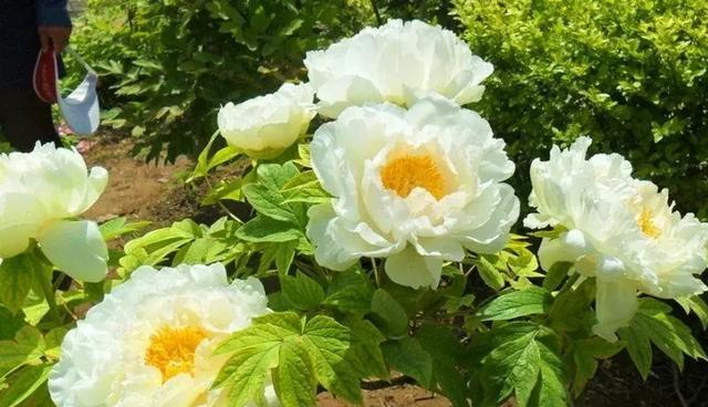 绿牡丹花语（用绿牡丹的花语传递生命与希望）