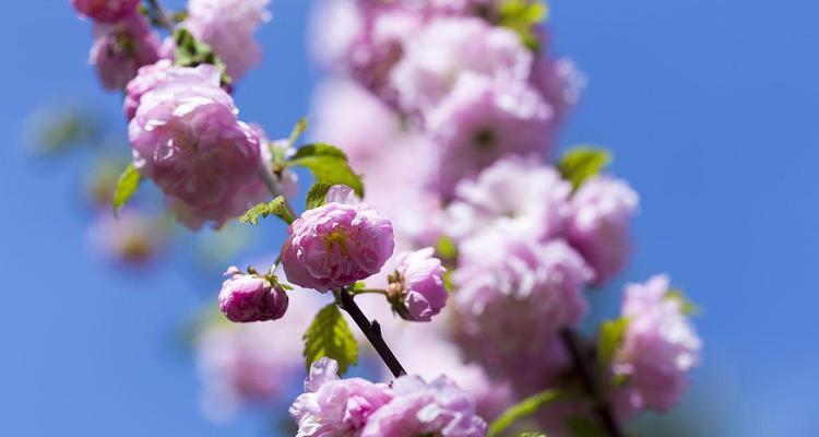 樱桃开花时间是什么时候？几月份开花最常见？