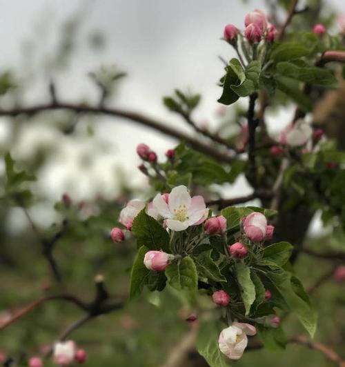 樱桃开花时间是什么时候？几月份开花最常见？