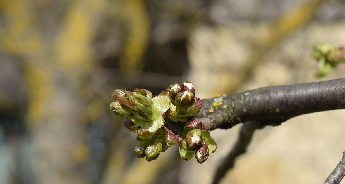 樱桃开花时间是什么时候？几月份开花最常见？