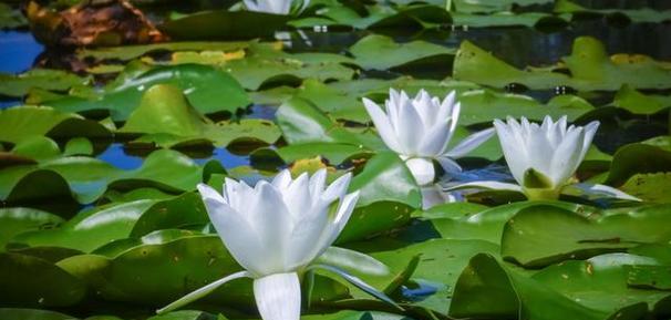 莲花与生肖（莲花底下的动物传奇）