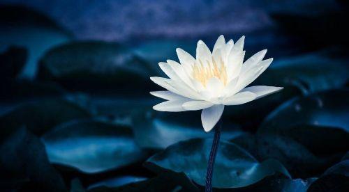 莲花与生肖（莲花底下的动物传奇）