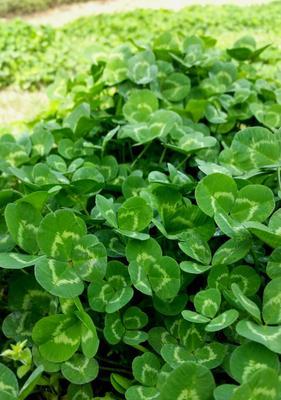 三叶草长什么样？它的独特特点有哪些？