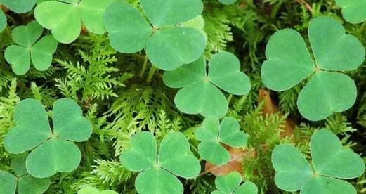 三叶草长什么样？它的独特特点有哪些？