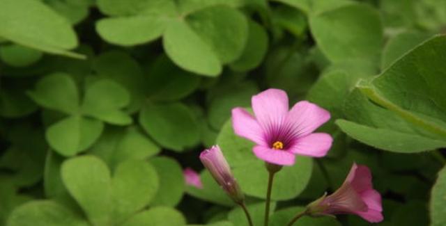 三叶草长什么样？它的独特特点有哪些？