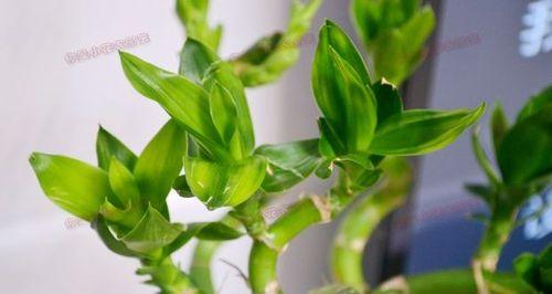 富贵竹的花语（探寻富贵竹背后的花语密码）