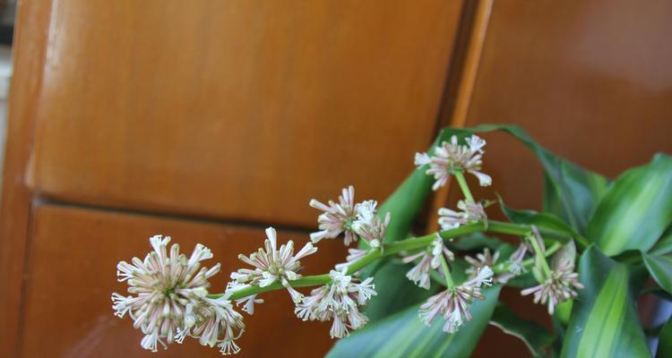 以巴西木的寓意（探索生命的坚韧与希望）