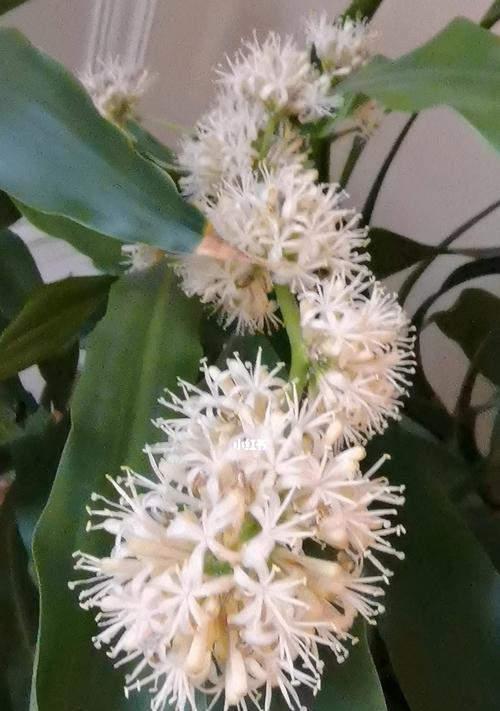 以巴西木的寓意（探索生命的坚韧与希望）