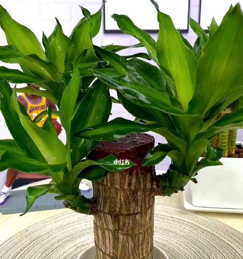 以巴西木的寓意（探索生命的坚韧与希望）