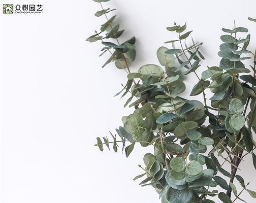 尤加利树怎么养长的好？养护技巧和常见问题解答？