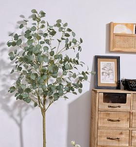 尤加利树怎么养长的好？养护技巧和常见问题解答？