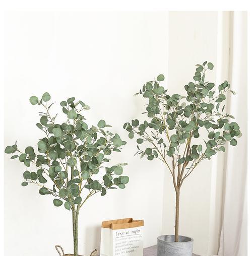 尤加利树怎么养长的好？养护技巧和常见问题解答？