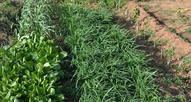 韭菜的风水寓意与种植位置（招财进宝的韭菜──韭菜的风水之道）