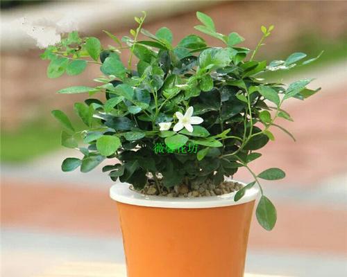 九里香种植时选择深盆还是浅盆好？哪种更适合生长？