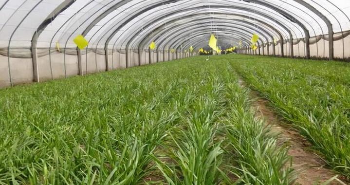 韭菜的风水寓意与种植位置（招财进宝的韭菜──韭菜的风水之道）