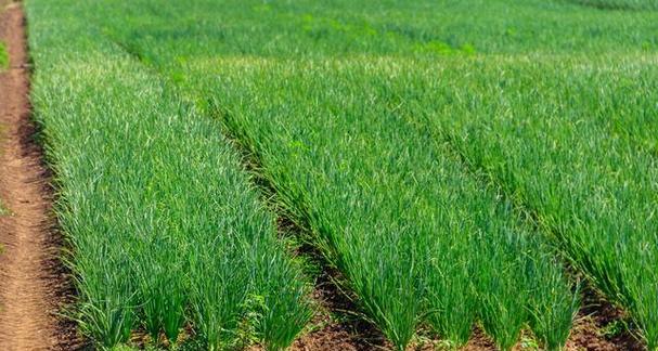 韭菜的风水寓意与种植位置（招财进宝的韭菜──韭菜的风水之道）