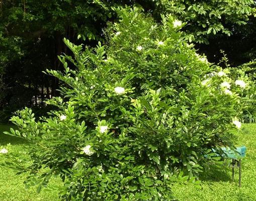 九里香种植时选择深盆还是浅盆好？哪种更适合生长？