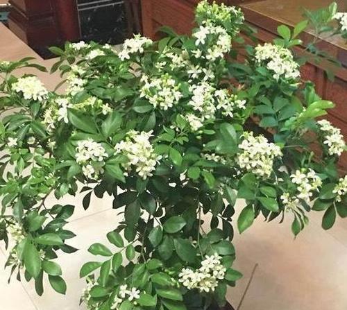 九里香种植时选择深盆还是浅盆好？哪种更适合生长？