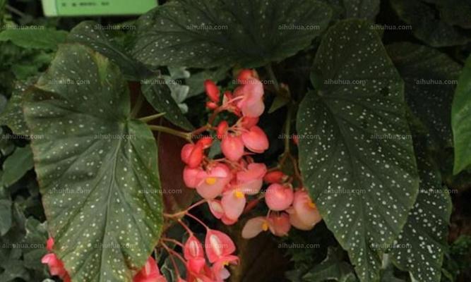 秋海棠叶的象征与寓意（揭秘秋海棠叶的神秘力量）