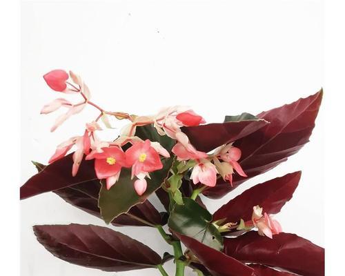 揭秘秋海棠叶的神秘力量 秋海棠叶的象征与寓意